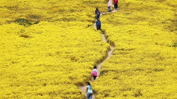 Super Bloom Watch: Will the Rare Desert Wildflower Burst Return in 2019? -  LAmag - Culture, Food, Fashion, News & Los Angeles