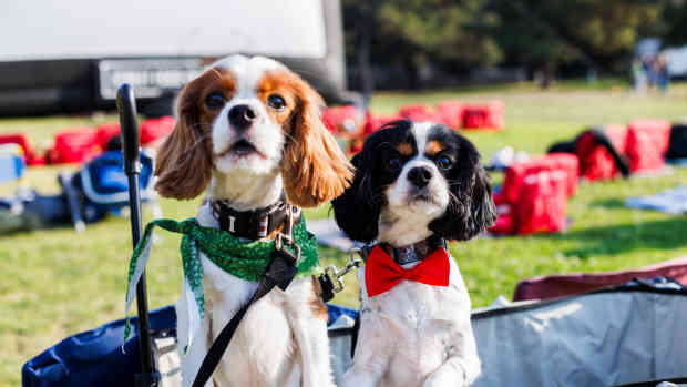 Dogs at Street Food Cinema movie 