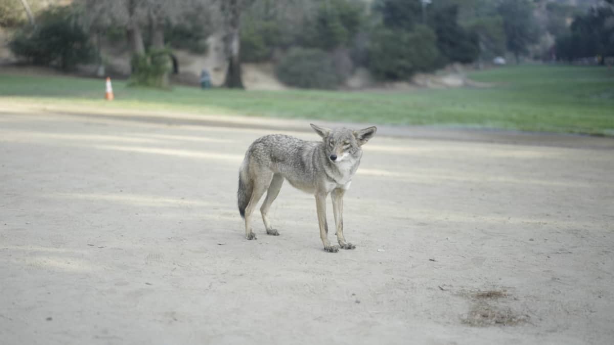 Coyote Killing The Summer Way