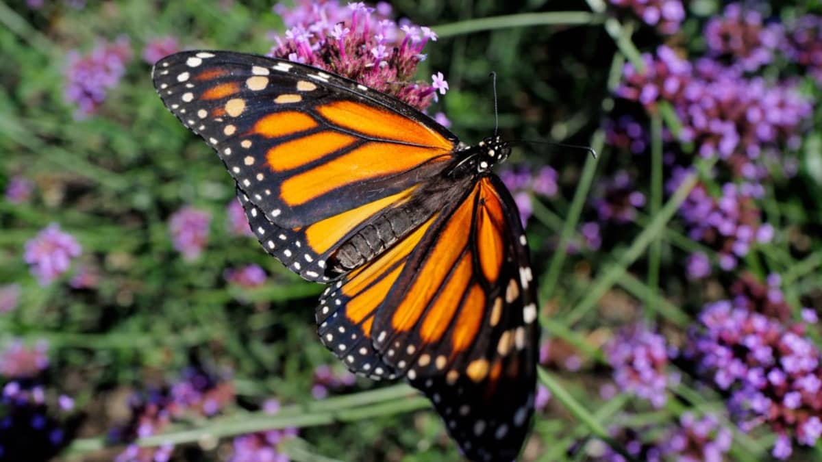 The Monarch Butterfly Beats Extinction in Triumphant California