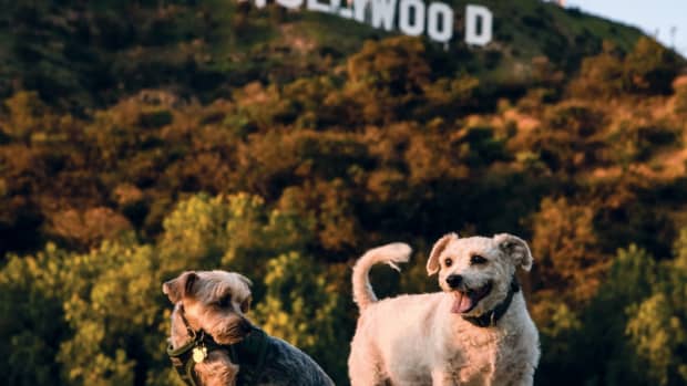 Runyon Canyon LAmag Culture Food Fashion News Los Angeles