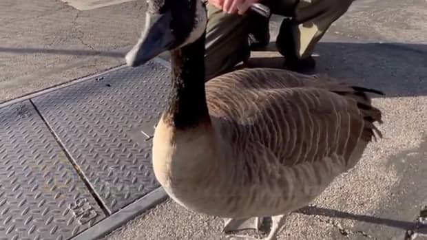 Where to buy canada goose in los best sale angeles