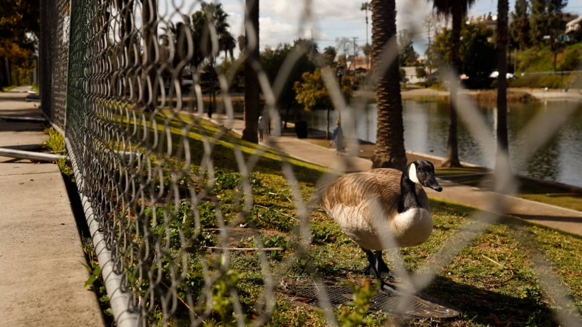 Canada goose sales los angeles zoo