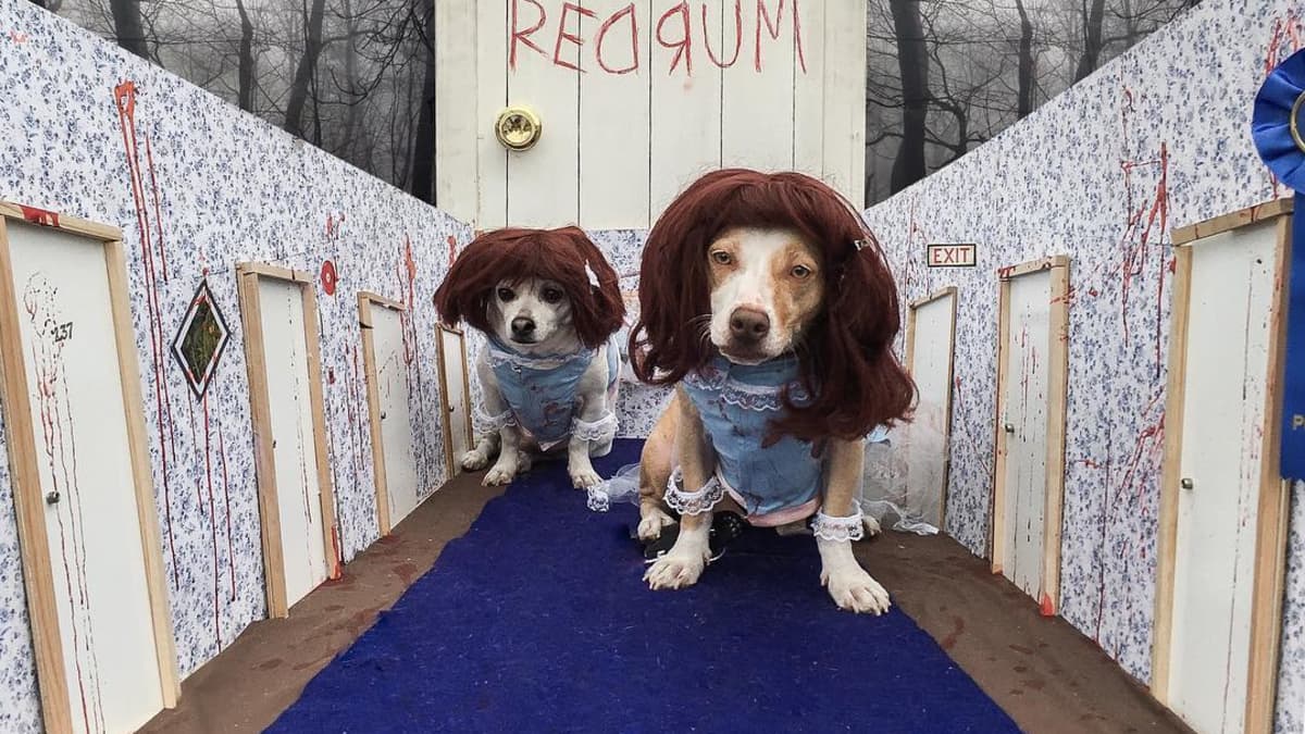 Pet outfits 2024