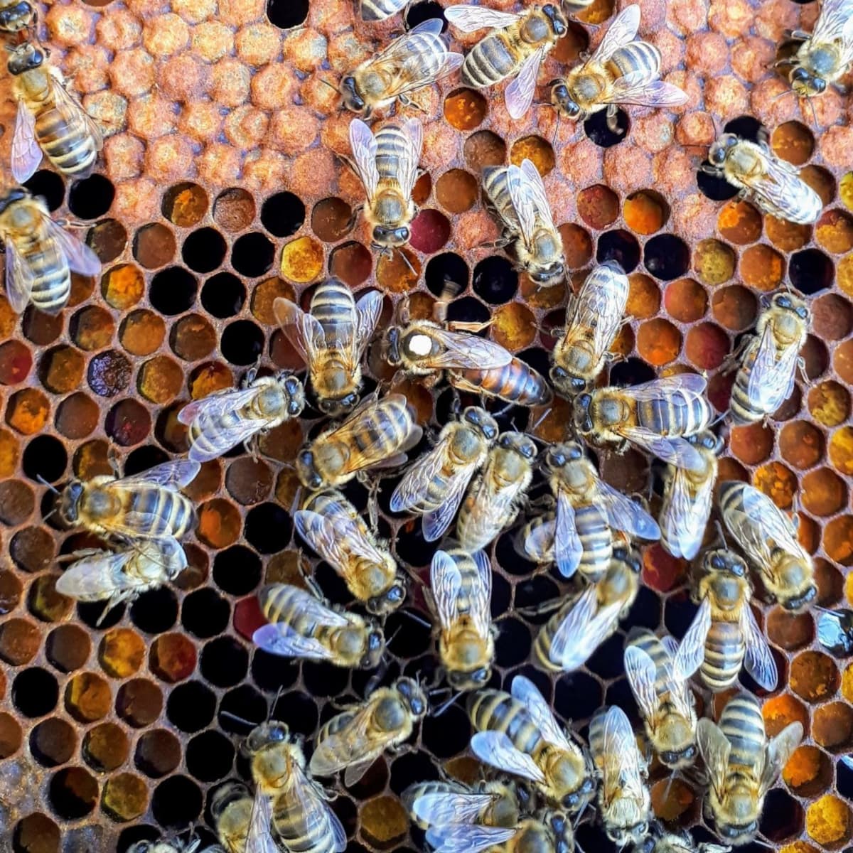 What Is Honeycomb? - Revive A Bee