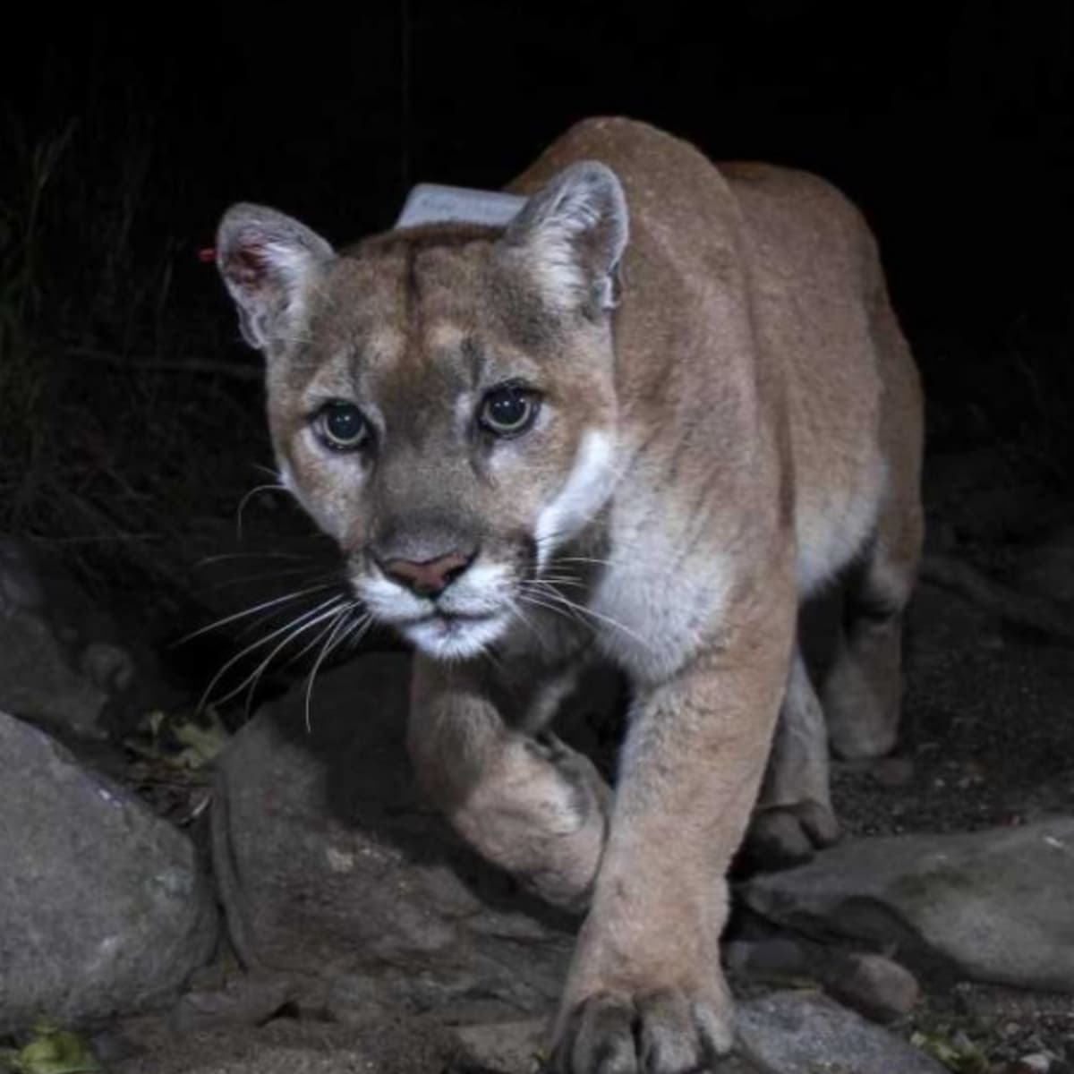 Mountain Lion Stalking Hollywood Hills Will Be Captured: Officials - LAmag