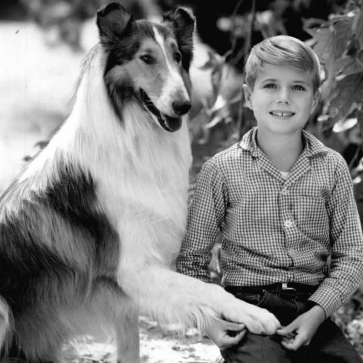 A 'Lassie' Christmas with Jon Provost, Entertainment