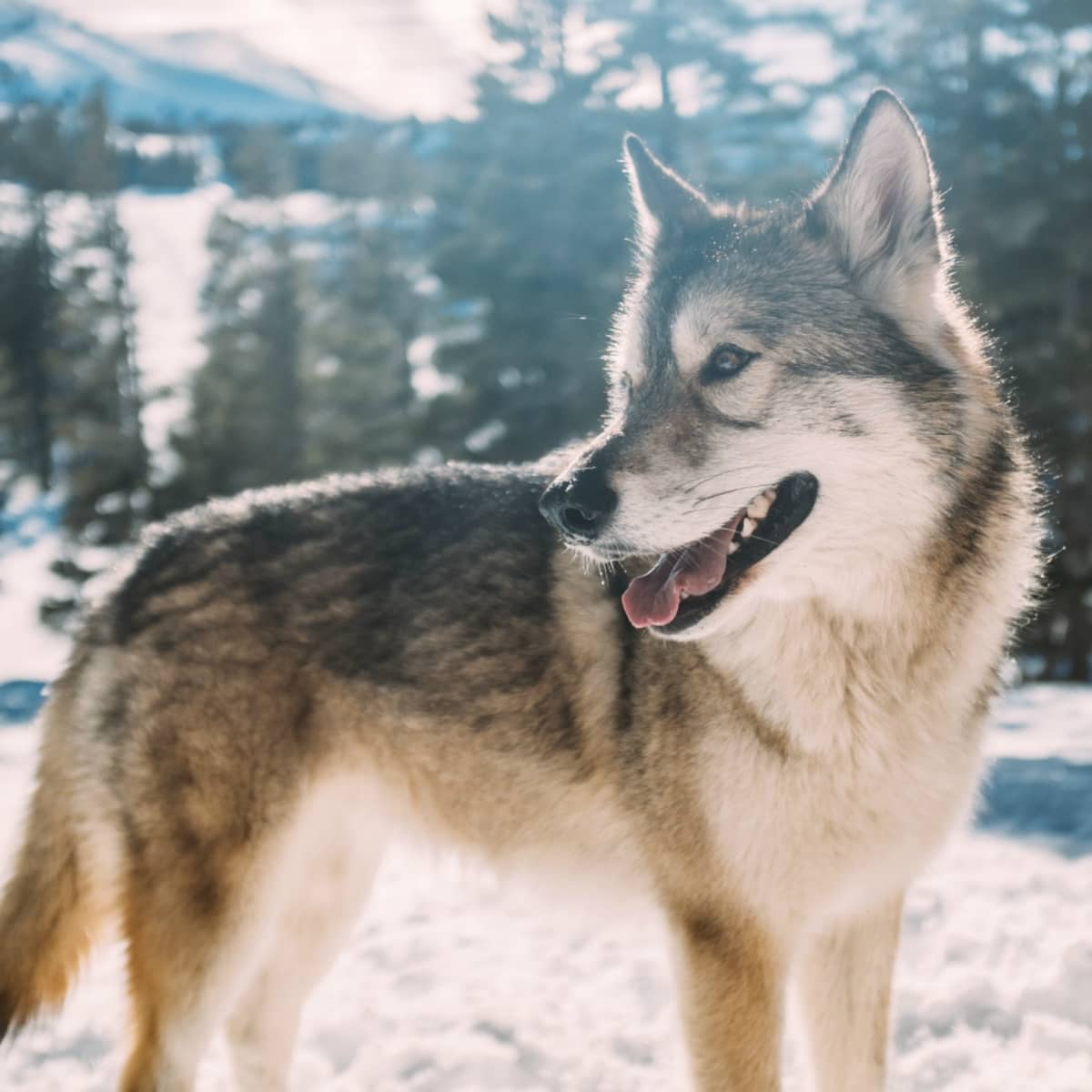 What I Learned About Relationships from Hanging Out with Wolves