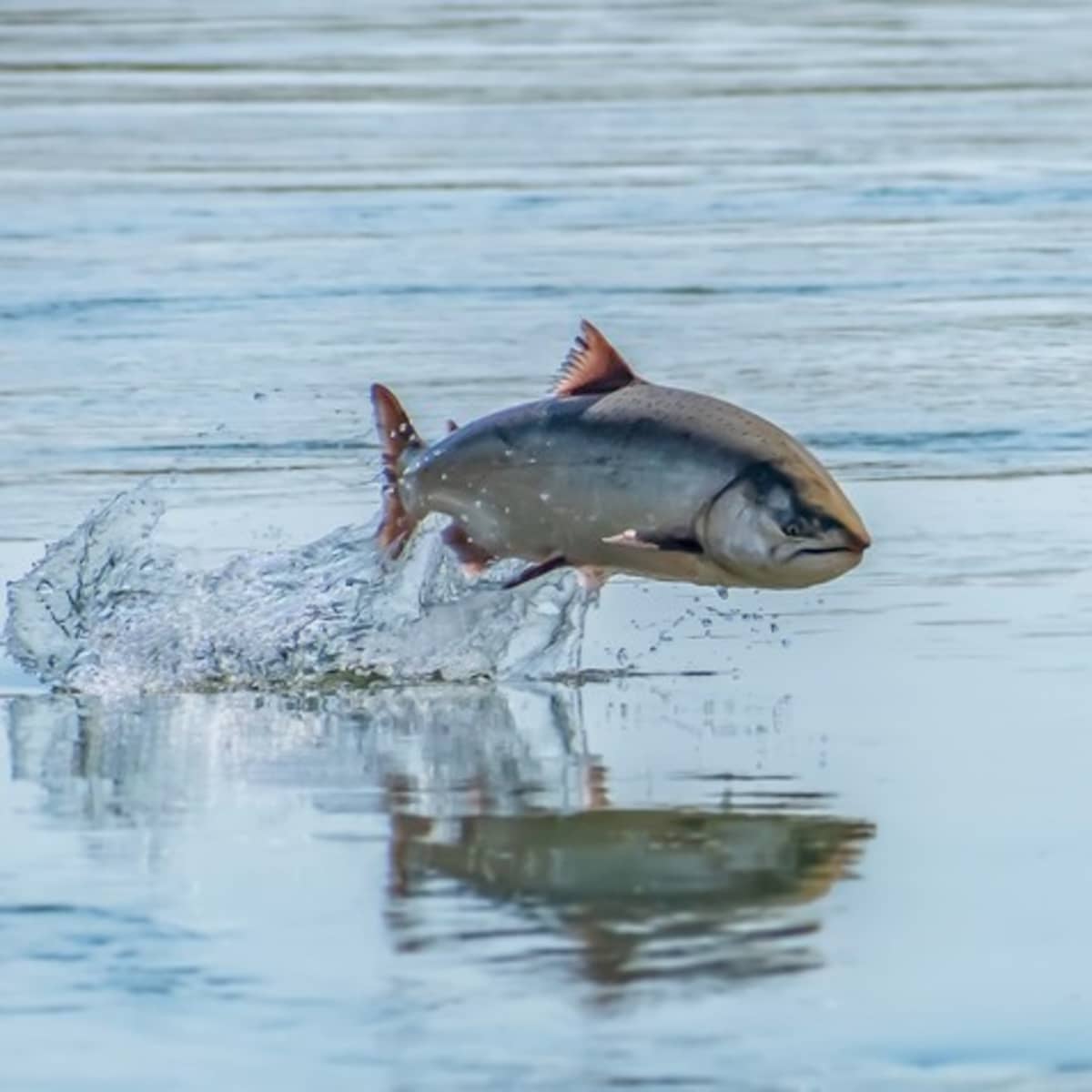 Can't catch a salmon? Buy from the tribes