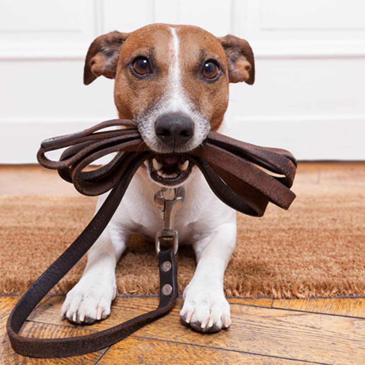 Glendale dog pound sales