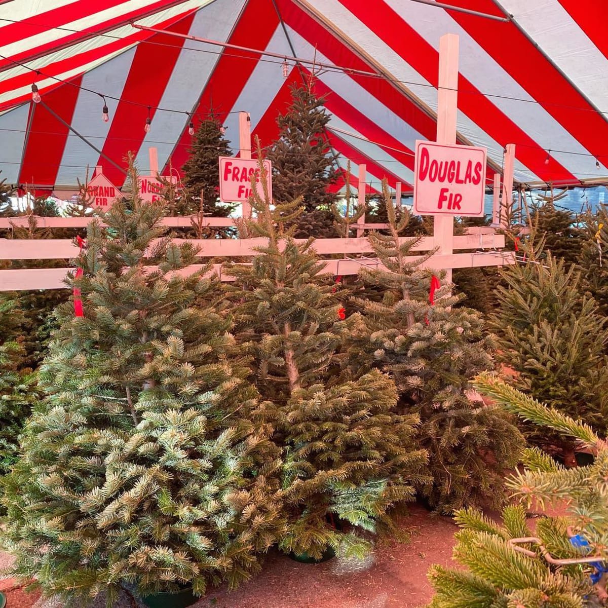 Christmas tree on sale lot