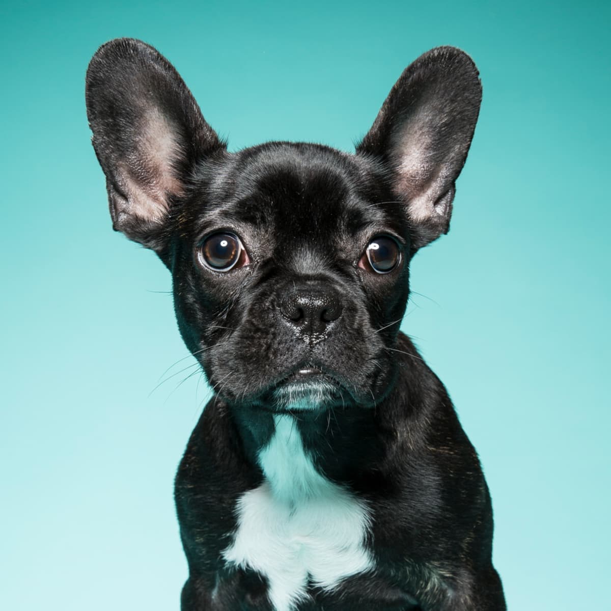 Old style sales french bulldog