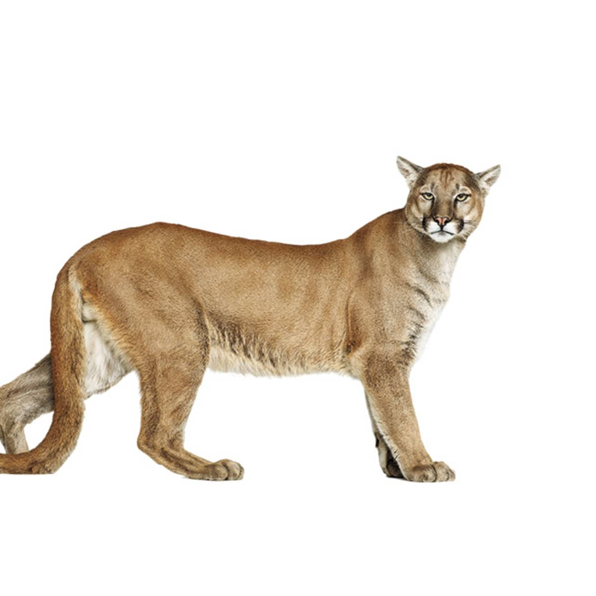 Puma cat location online