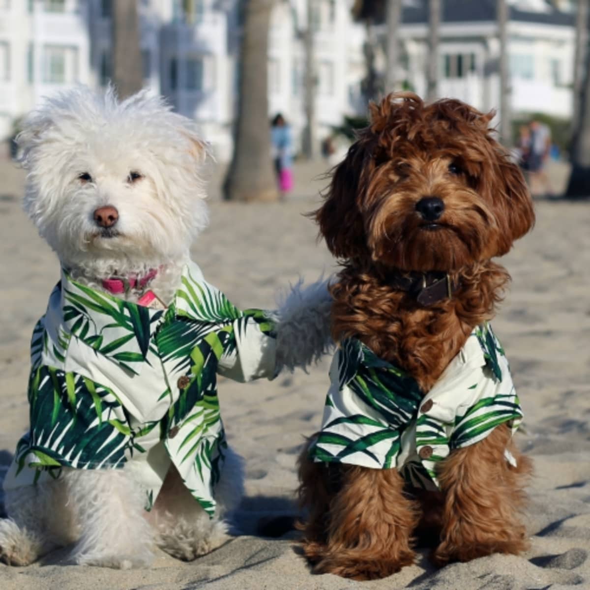Shop dog threads online