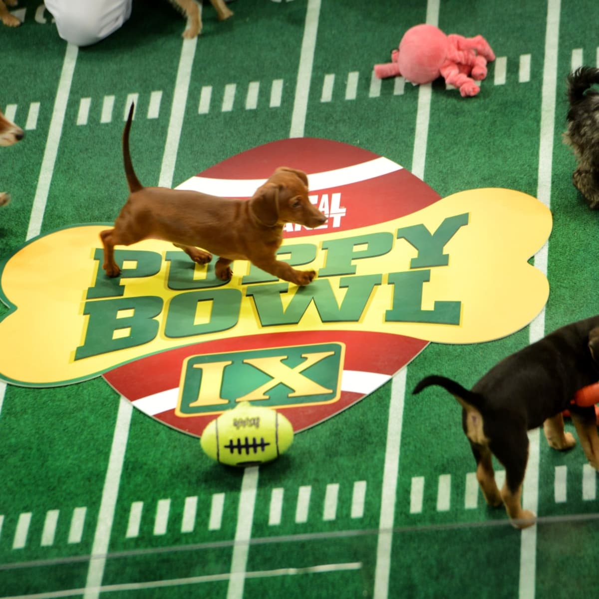 Puppy bowl tickets sale
