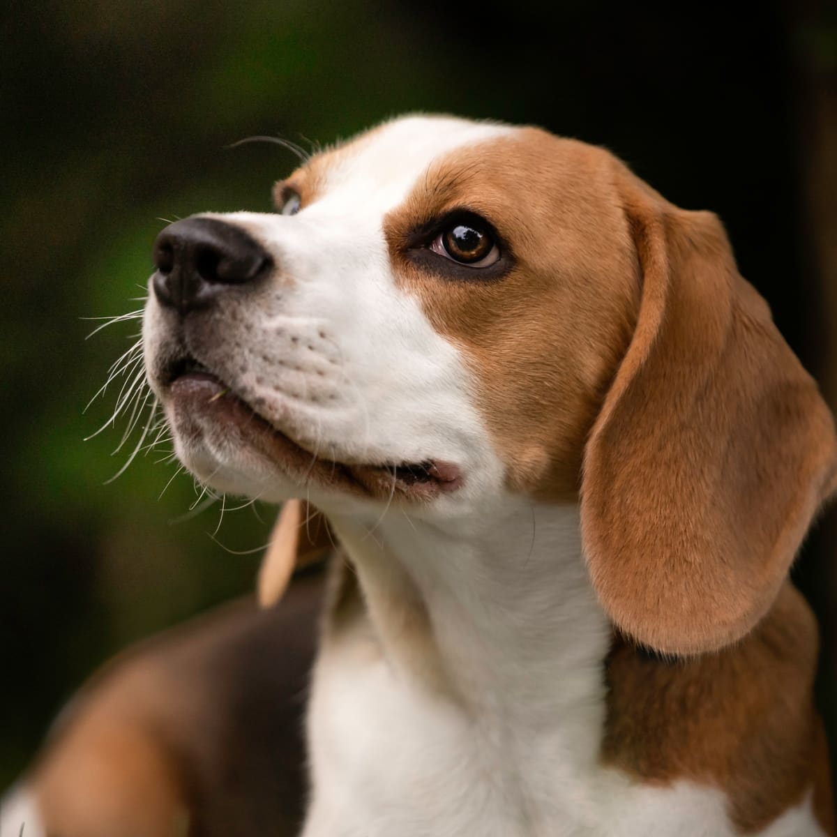 Usda beagle sales brigade adoption