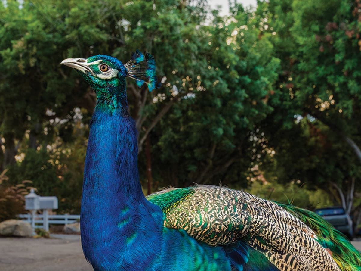 Peacock Assassinated in California Neighborhood After Craigslist Ad Offers  Bounty On The Bird