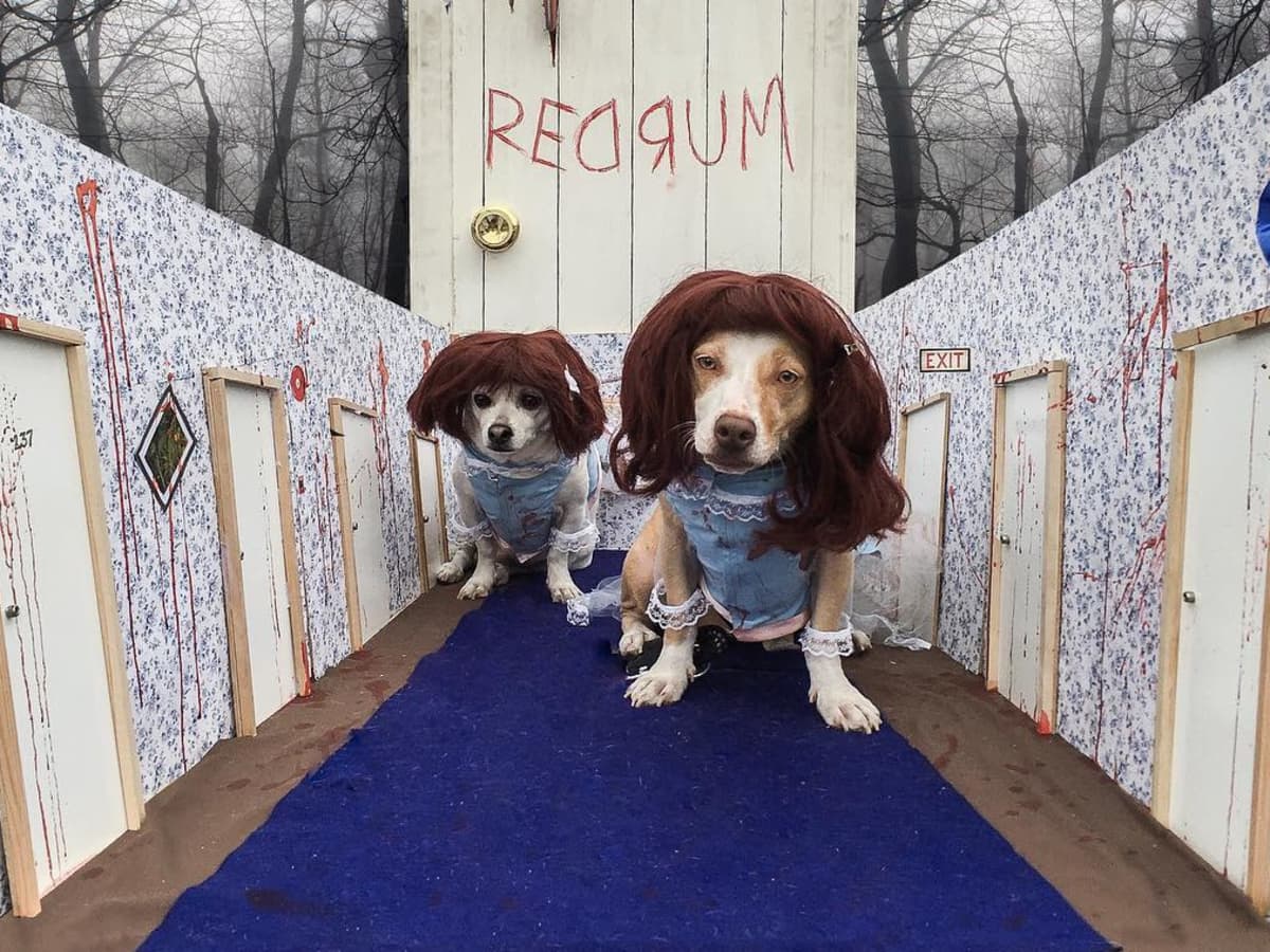 The Best Pet Costumes We've Seen for Halloween 2018 - LAmag - Culture,  Food, Fashion, News & Los Angeles