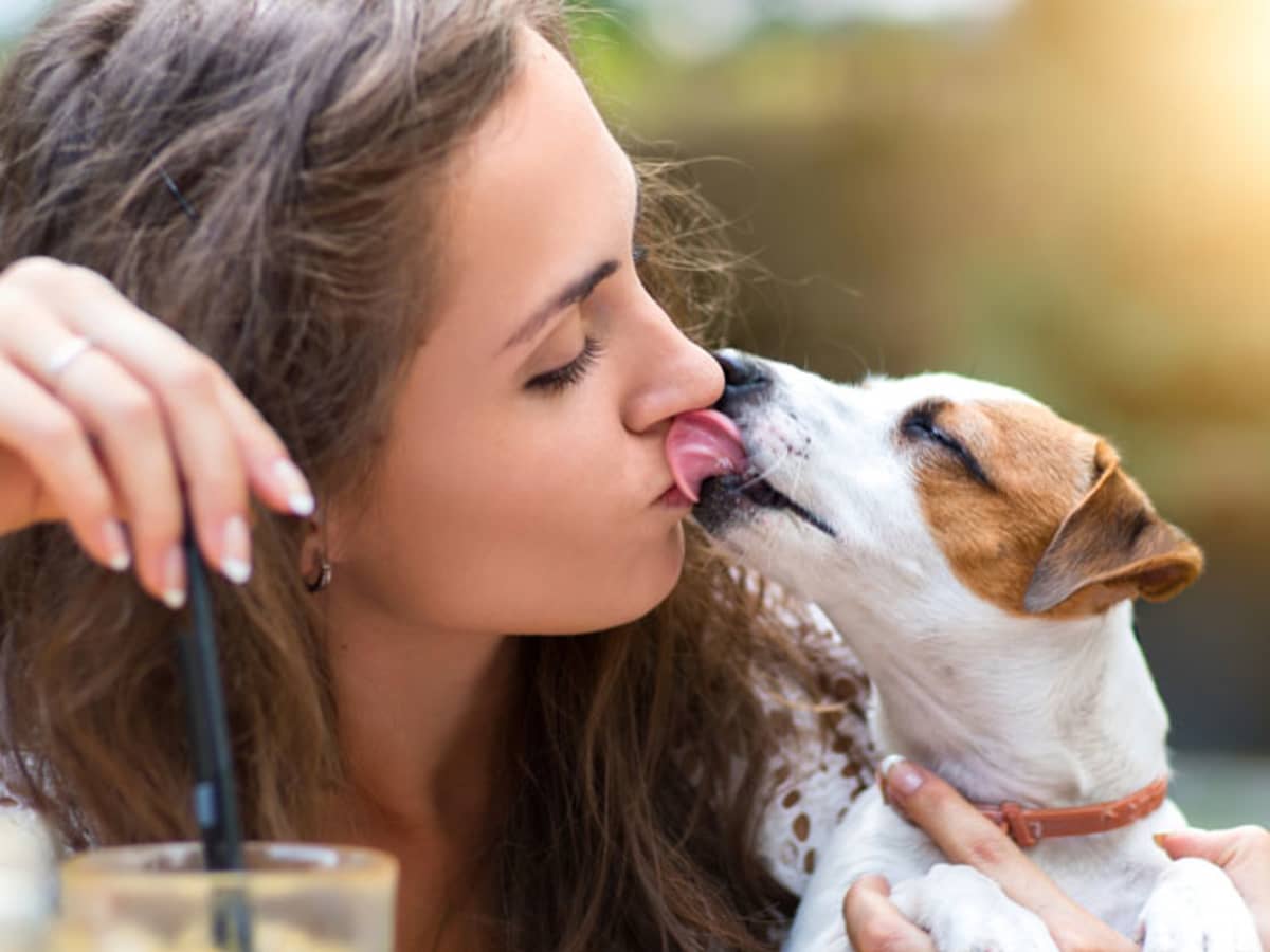 Why do dogs lick you? And Are Dog Licks Really Kisses?