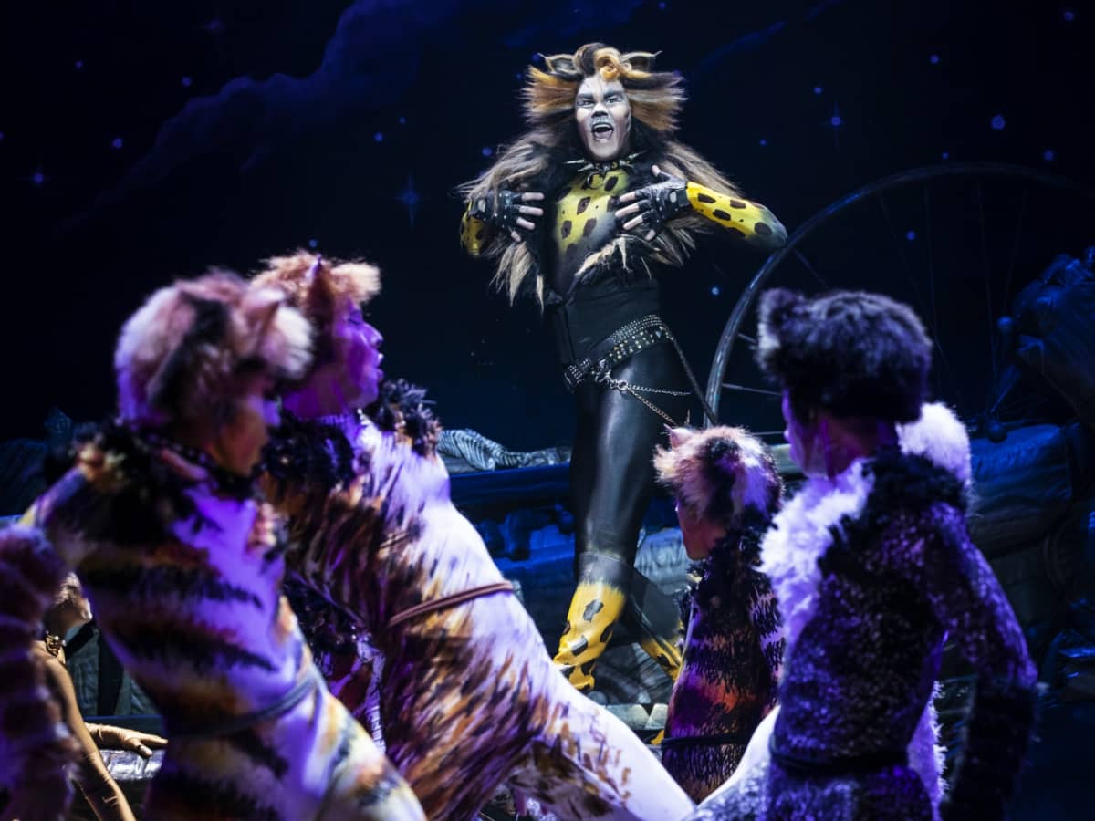 cats musical  Cats musical, Musicals, Cats