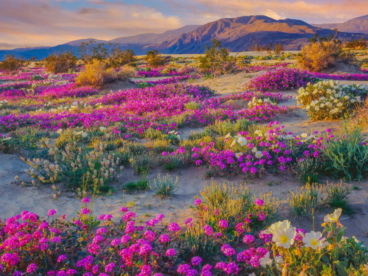 Super Bloom Watch: Will the Rare Desert Wildflower Burst Return in 2019? -  LAmag - Culture, Food, Fashion, News & Los Angeles