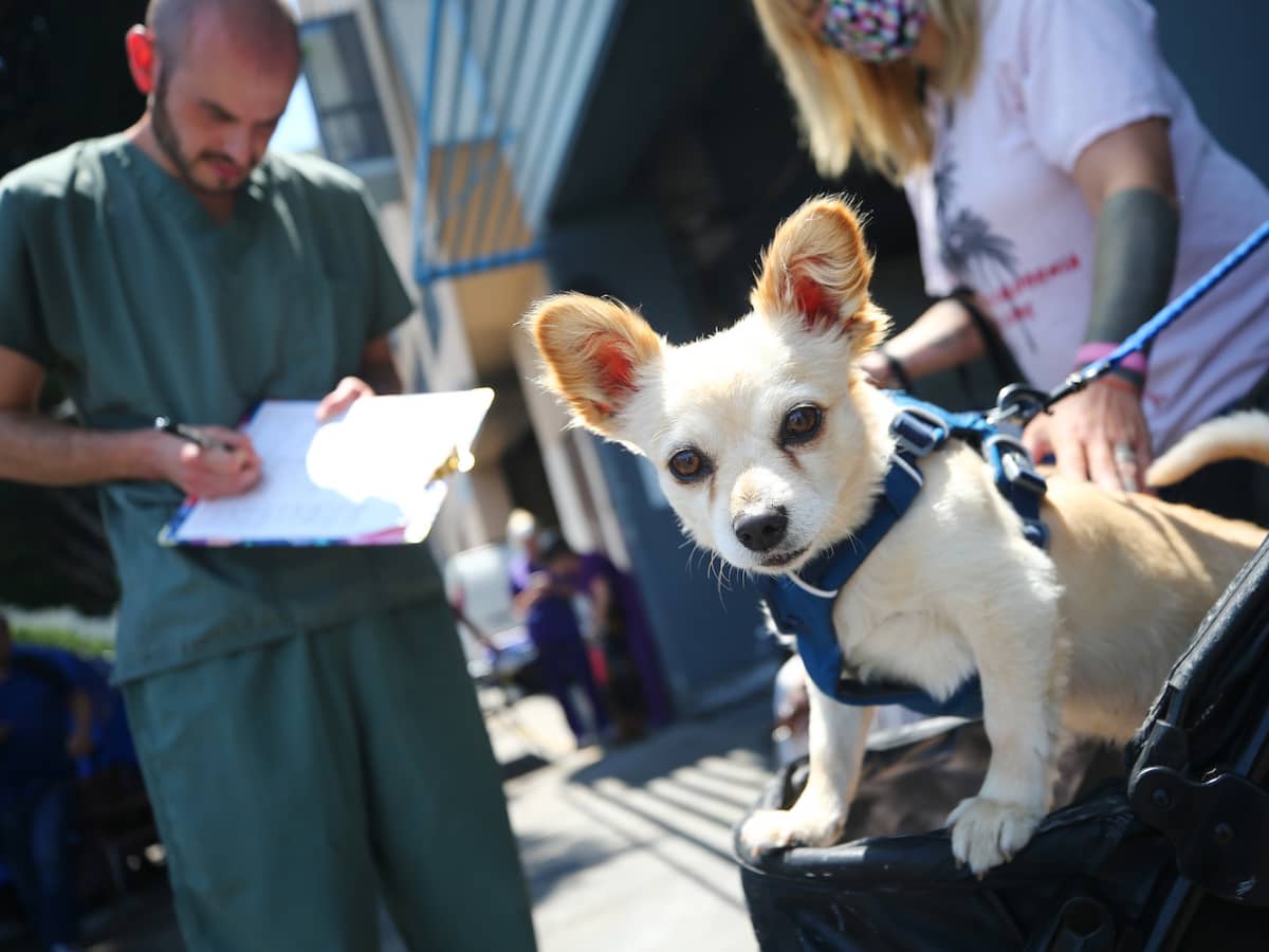 Nearly 1/3 of the US homeless population lives in California. This  veterinarian cares for the pets