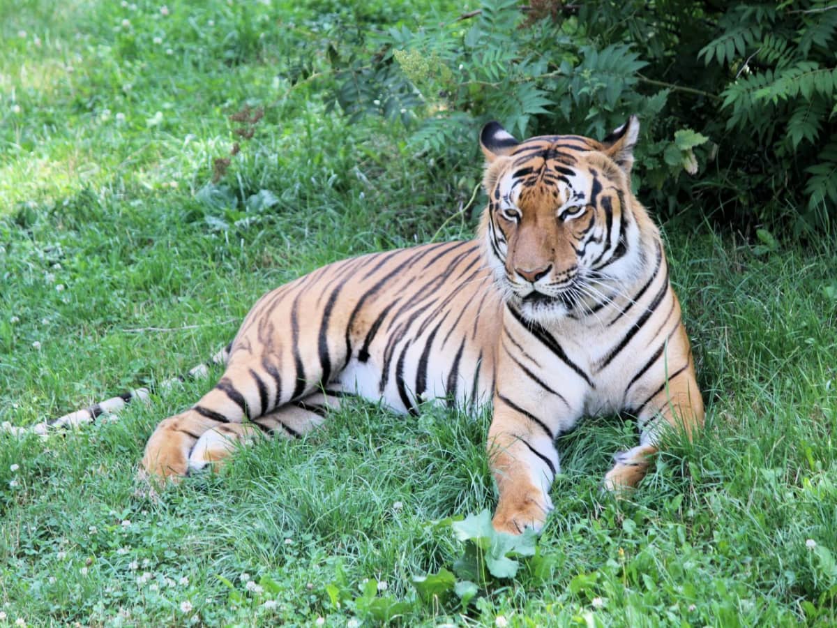 Tiger at NYC's Bronx Zoo tests positive for COVID-19