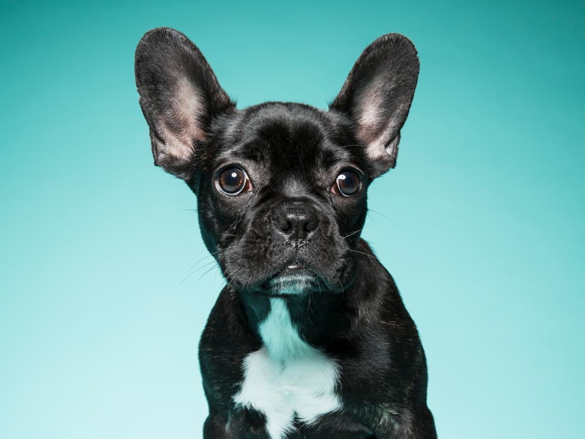Here s Why Los Angeles is Obsessed with French Bulldogs LAmag