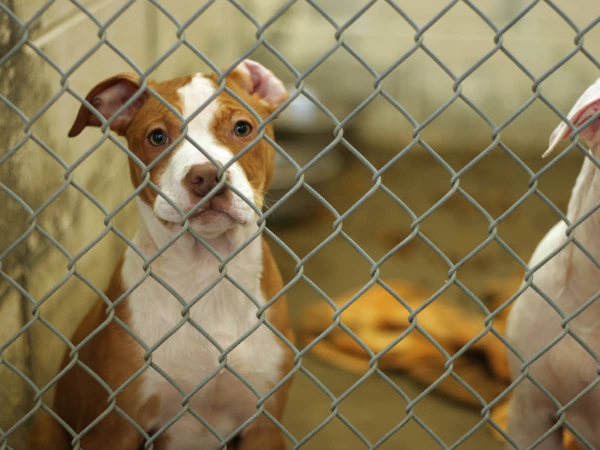 Staffy shelter sales