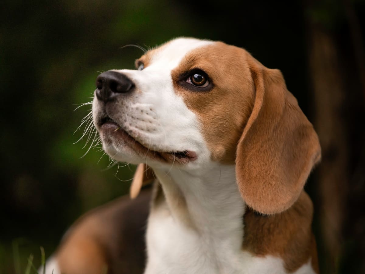 Julius k9 beagle size hotsell