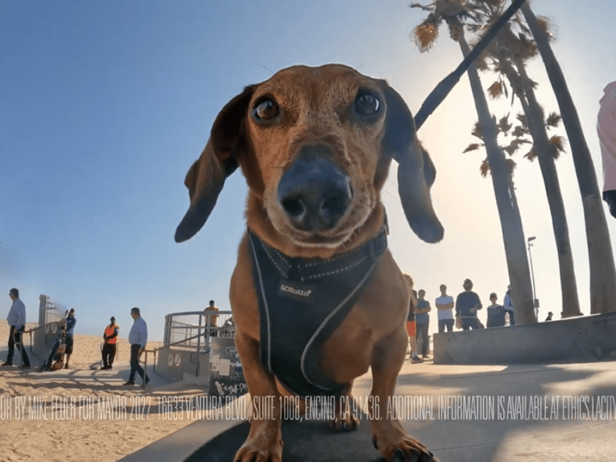 A Daschund Gets His Closeup Yes it s L.A. Mayoral Ad Wars