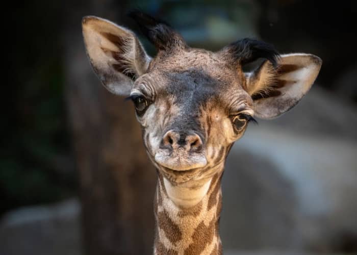 LA Zoo Open To The Public After A Second Pandemic Break LAmag   La Zoo Open Social Distancing 