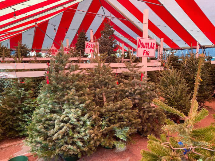 Best Places To Buy A Christmas Tree 