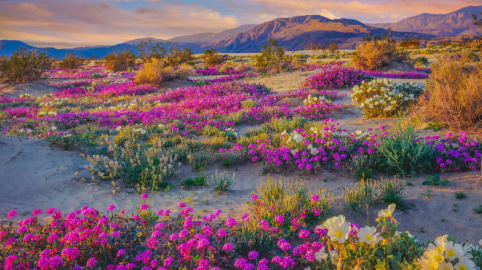 Super Bloom Watch: Will the Rare Desert Wildflower Burst Return in 2019 ...