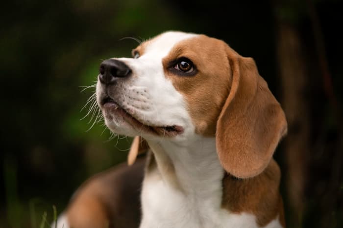 Beagle Sniffs Out Pests 'That Could Destroy' CA Agriculture - LAmag