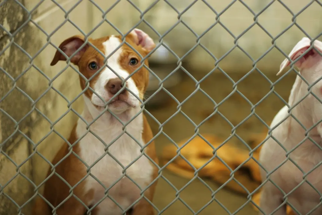 Dawg Squad Owner Blames L.A.’s ‘No-Kill’ Policy for Animal Shelter Overcrowding