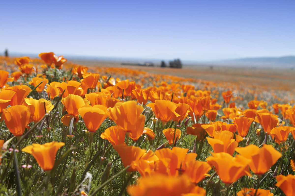 I Survived The Lake Elsinore Super Bloom 2019 I Survived The Lake Elsinore Super Bloom 2019