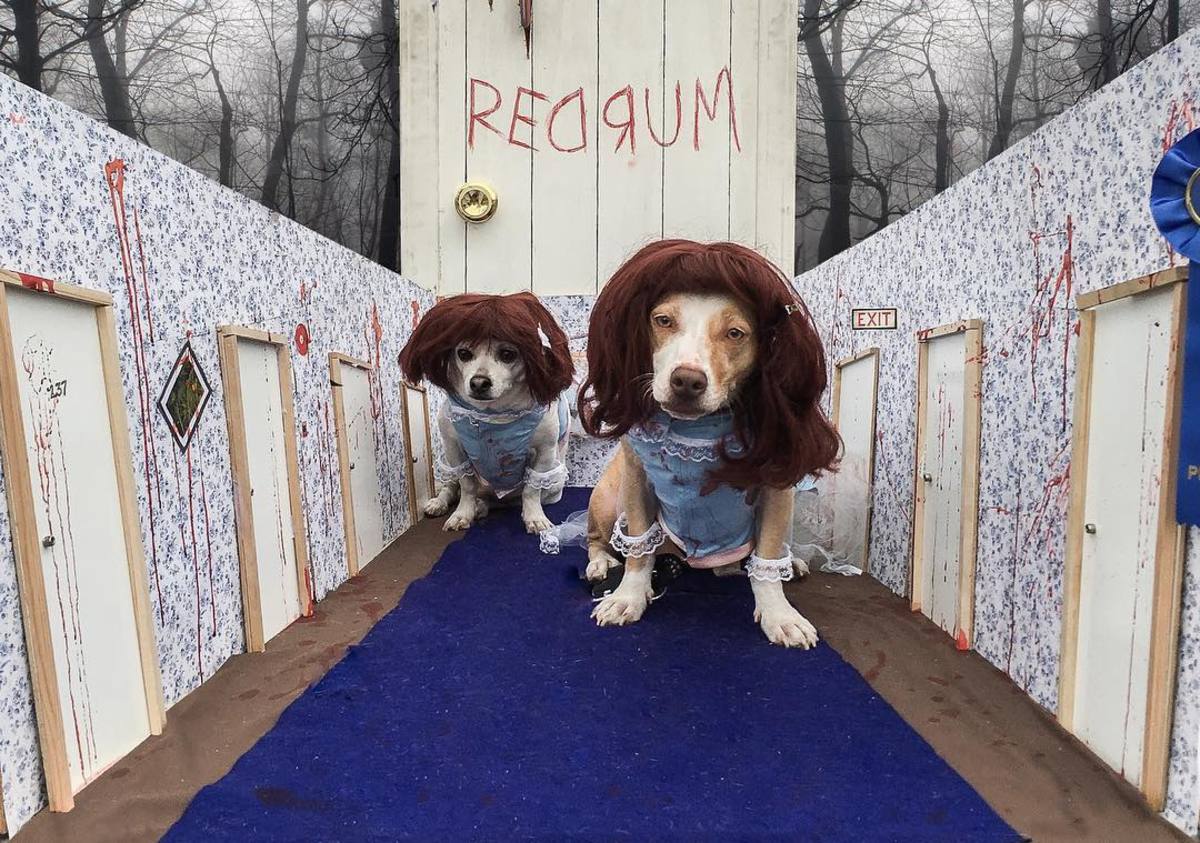 The Best Pet Costumes We've Seen for Halloween 2018 - LAmag