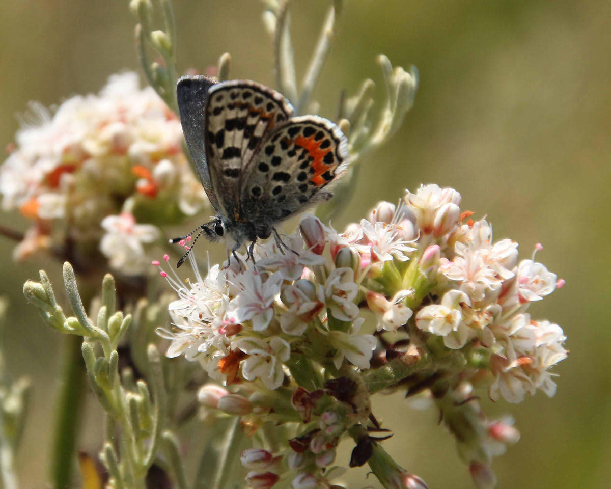 How to see blue butterflies in Palos Verdes, El Segundo - Los
