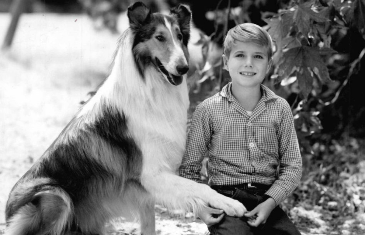 Lassie' Owner Files $1 Million Lawsuit Against TV Dog Commercial (Video) –  The Hollywood Reporter