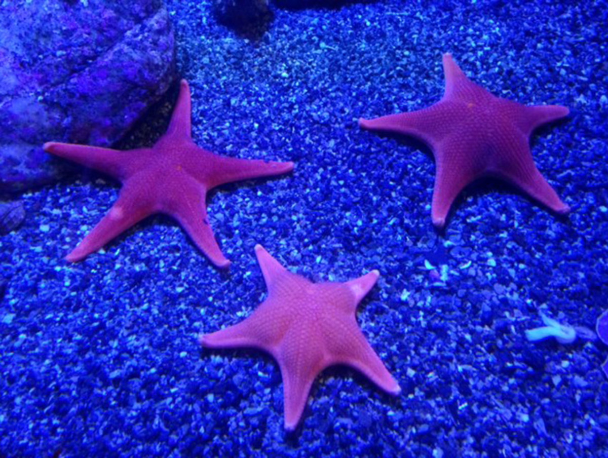 Partying with Stars and Sharks at the Aquarium of the Pacific - LAmag