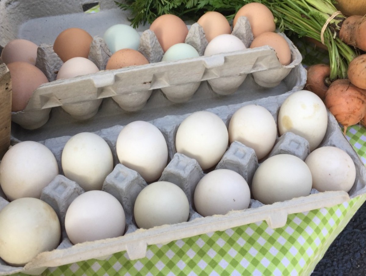 Gray Duck and/or Turkey Egg Cartons (6 eggs)