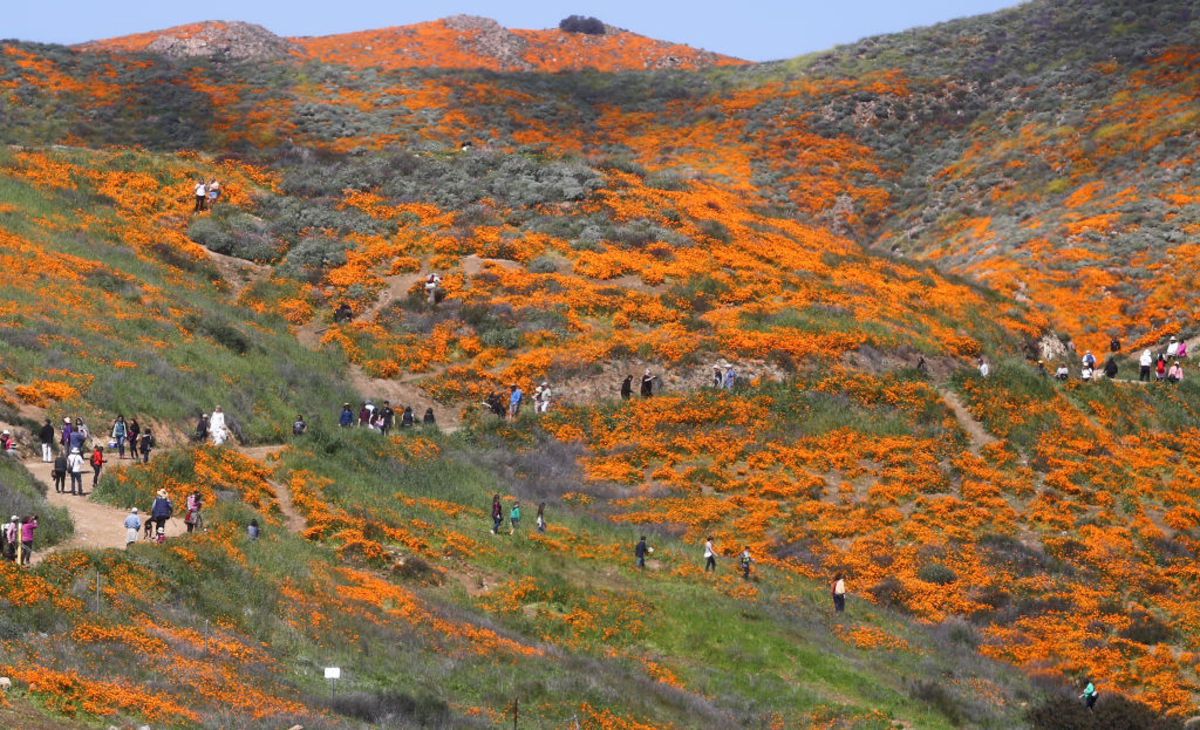 Lake Elsinore Reopens After the Superbloom Became a Poppy-pocalypse - LAmag