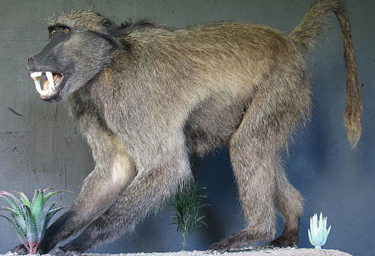 This Week in Contraband: A Bear Skull, Three Deer, a Baboon, and More ...