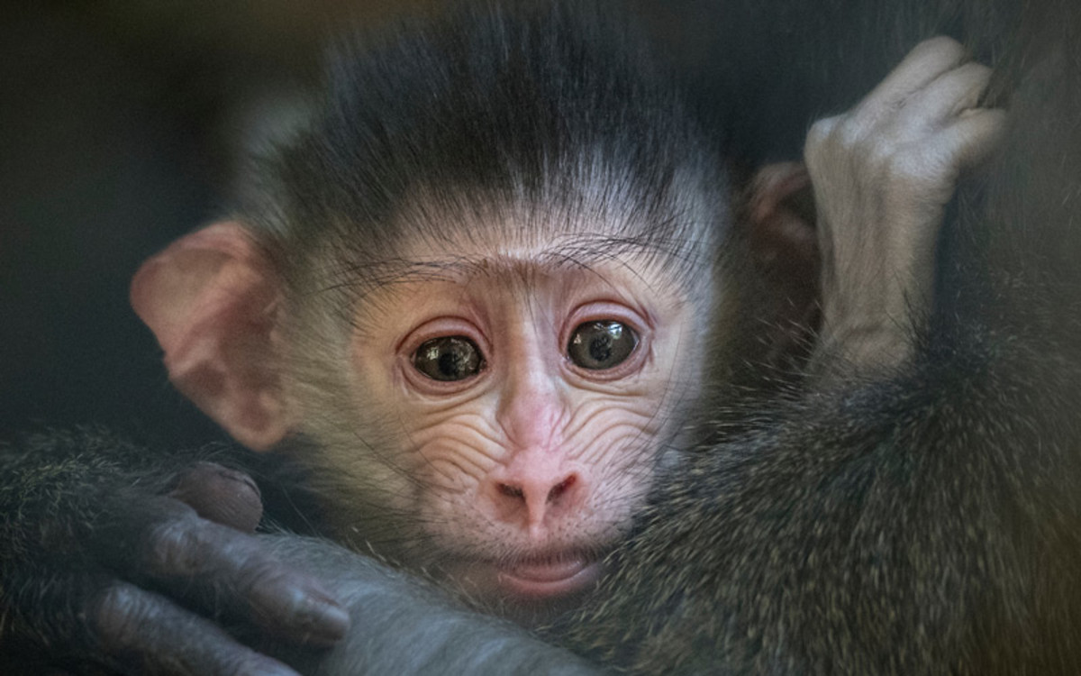 The L.A. Zoo’s Mandrill Babies Are Here to Make You Believe Again - LAmag