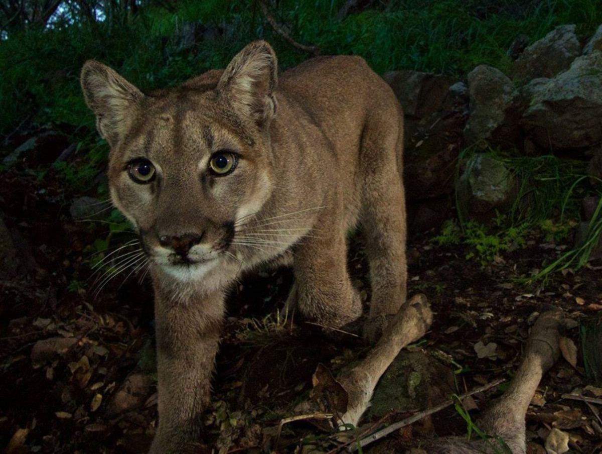 Female Cougar Does the Near Impossible: Crosses the 101 Safely - LAmag