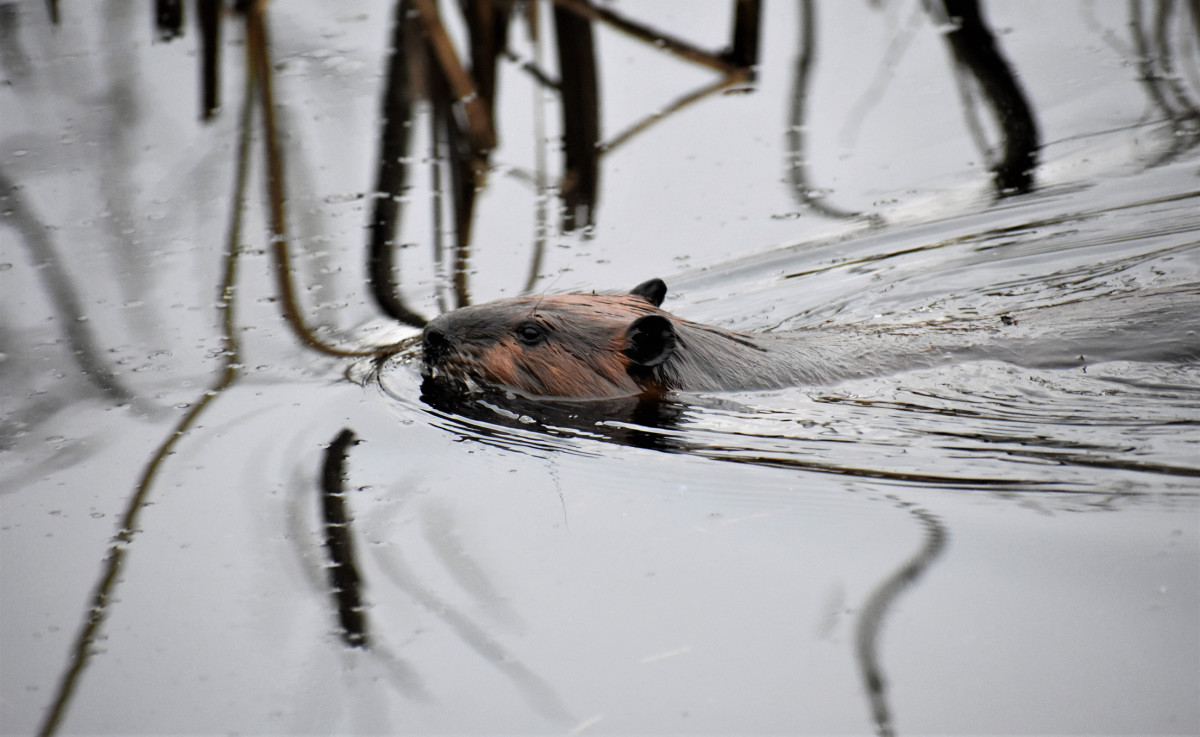 Experts Say Beavers Could Help Save California From Climate Change LAmag   Beavers Climate Change Droughts California 