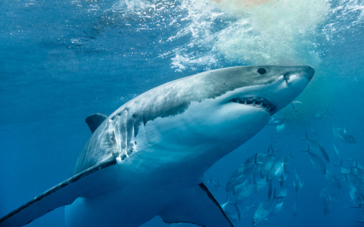 Scientist Reveals Why Great White Sharks Are Targeting