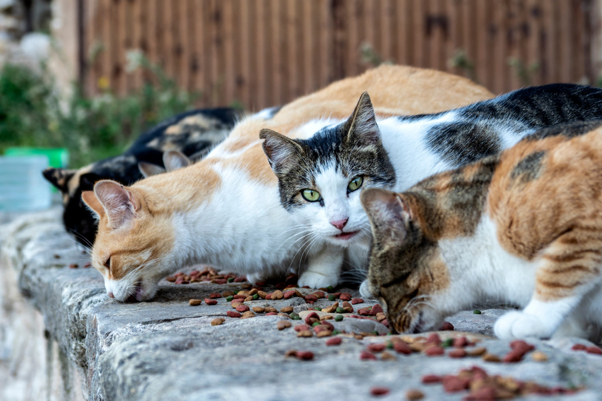 Feral Cat Program Suffering Due to Veterinarian Shortage - LAmag