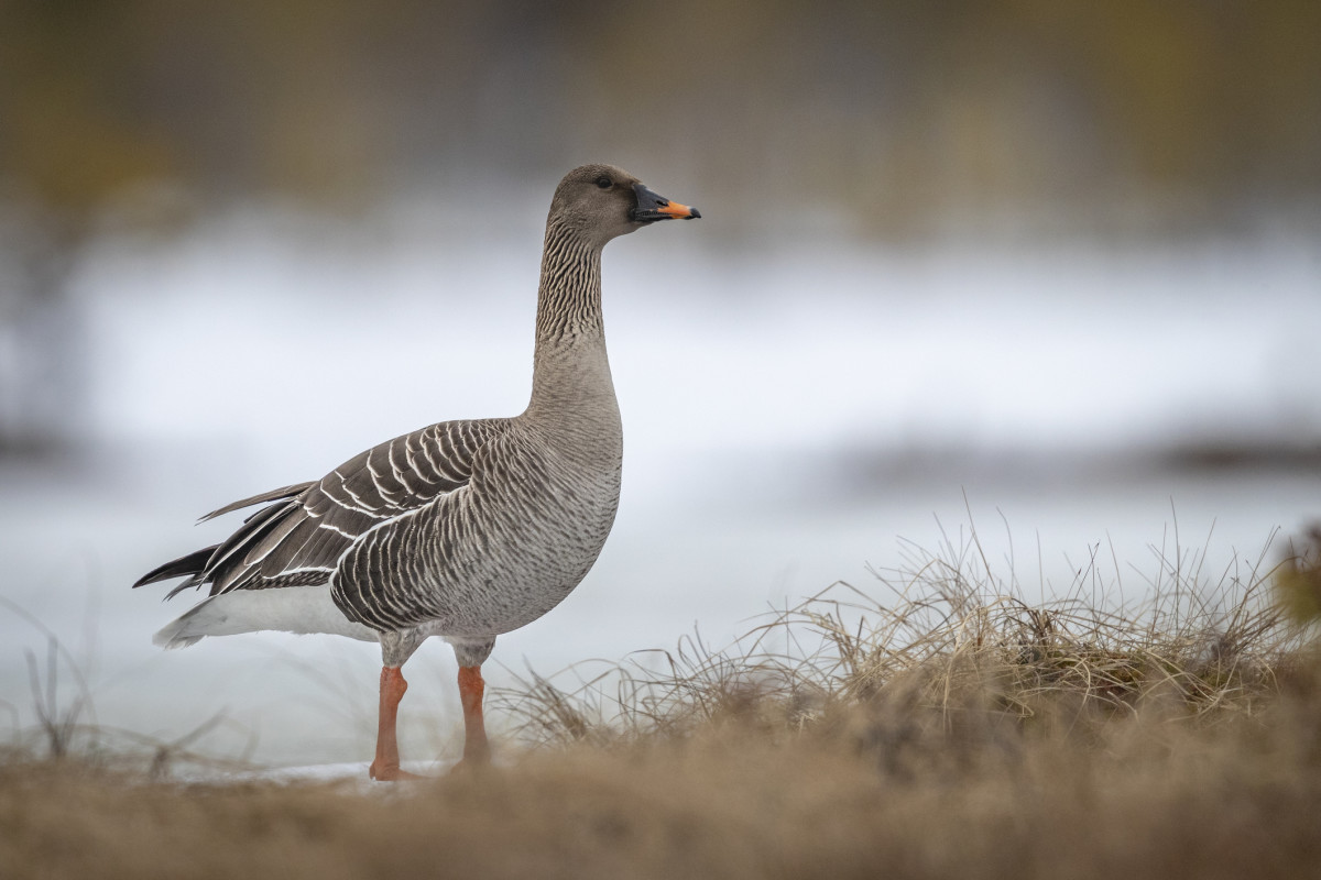 Rare Arctic Goose Captured in L.A. – 6,000 Miles From Home - LAmag